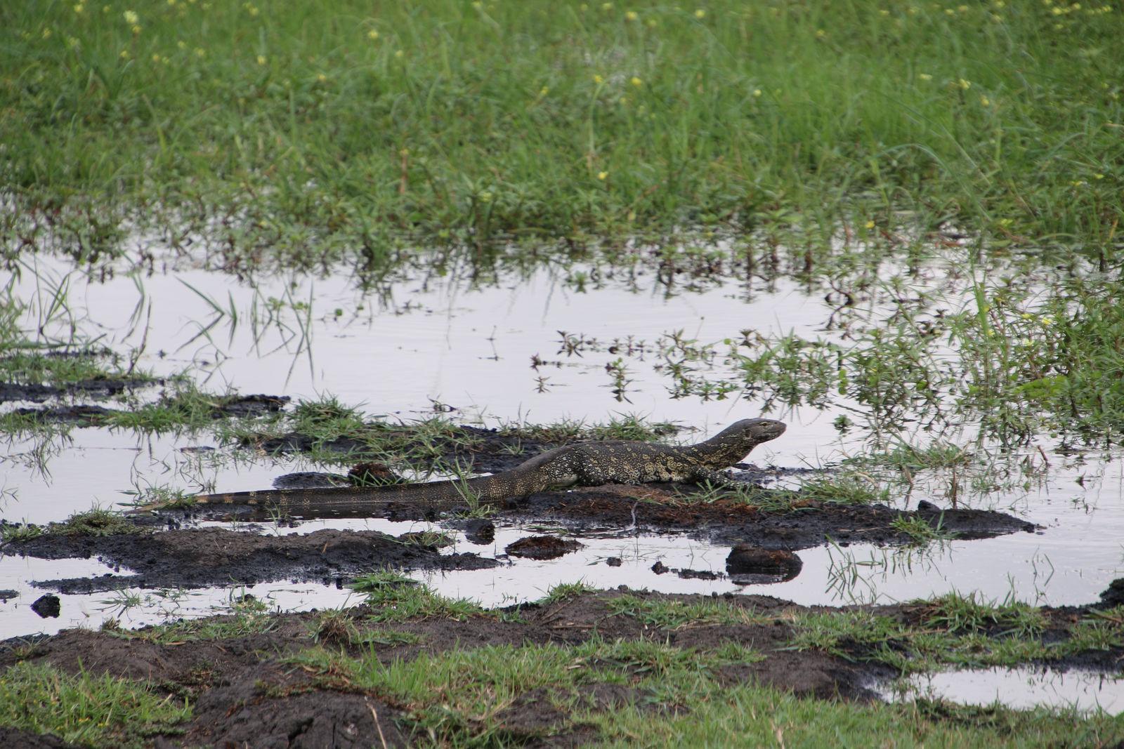 Nile monitor