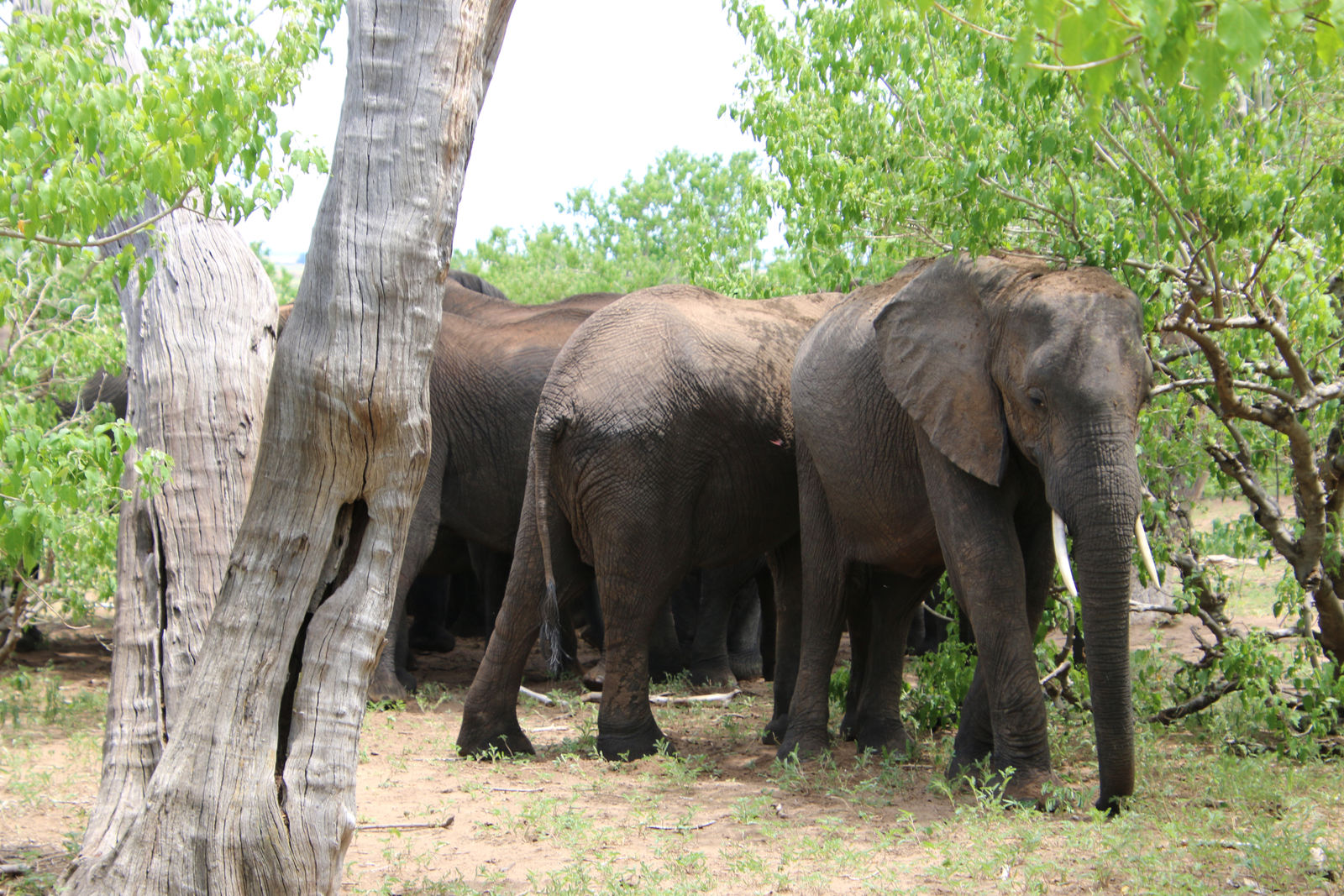 African elephants