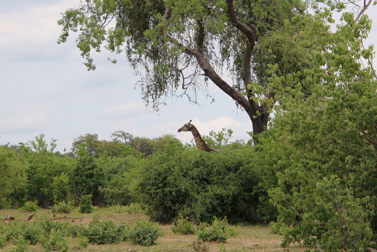 Giraffe