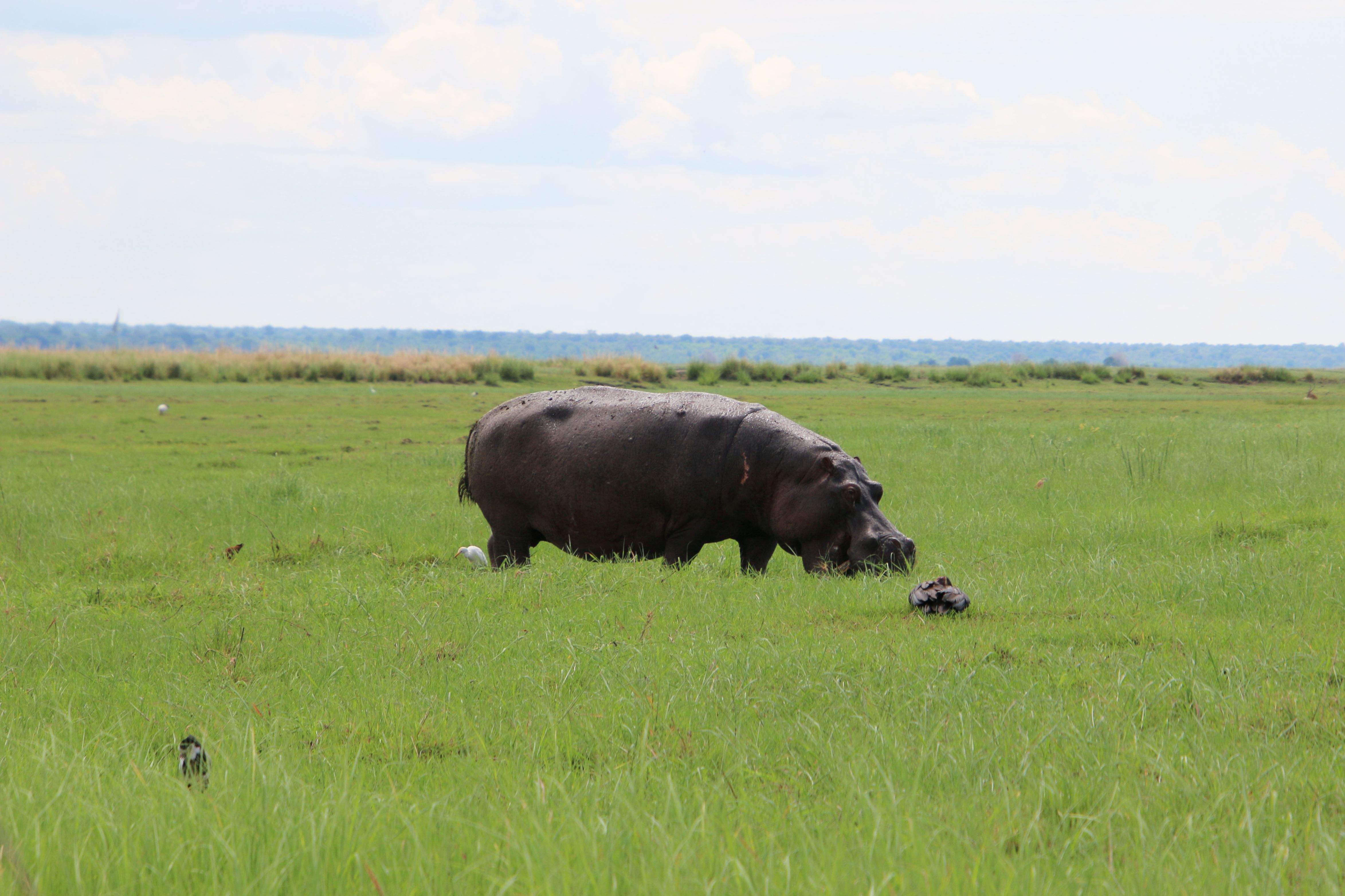 Hippopotamus