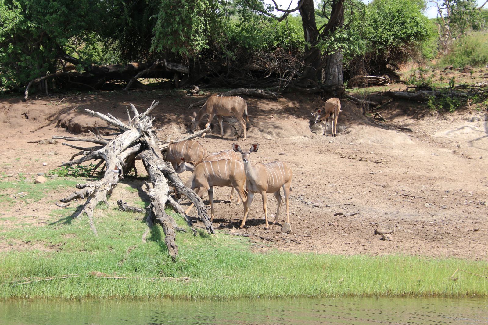 Kudus