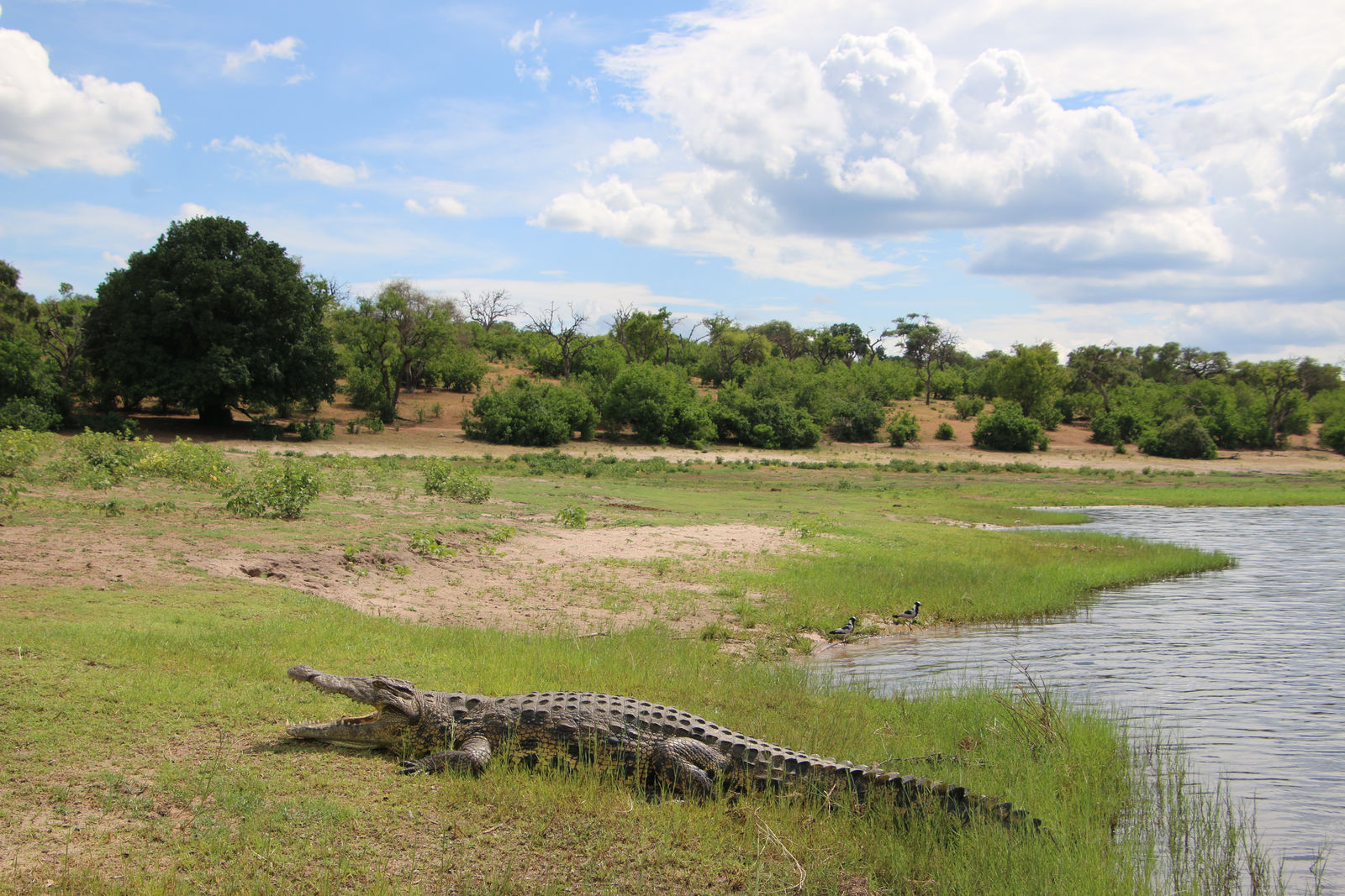 Crocodile