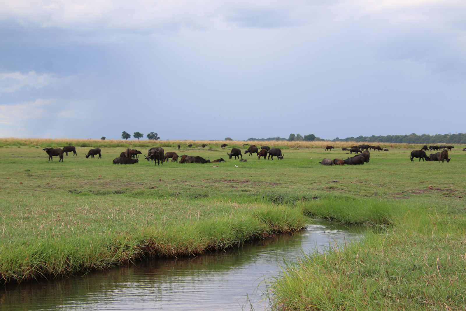 African buffalos