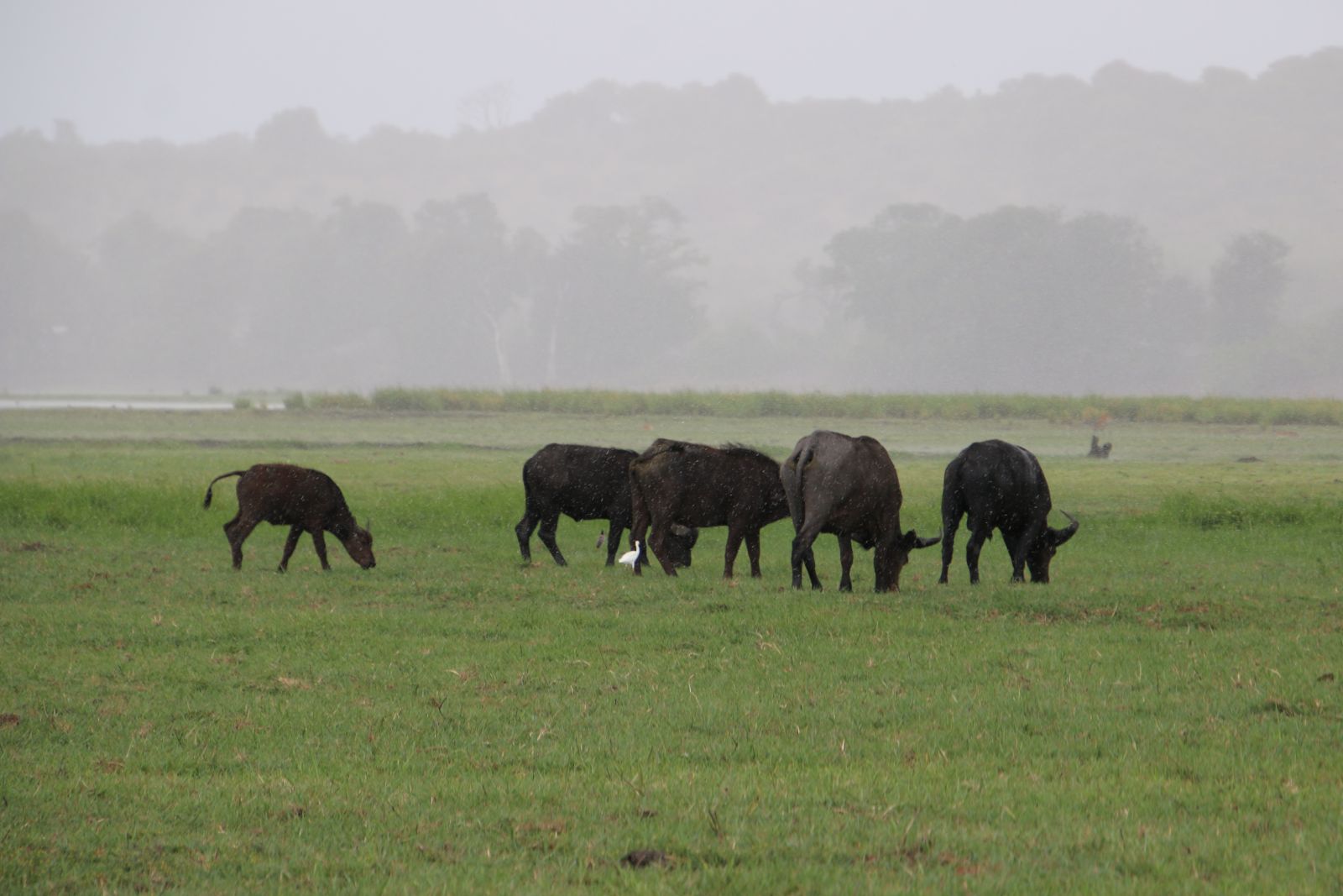 African buffalos