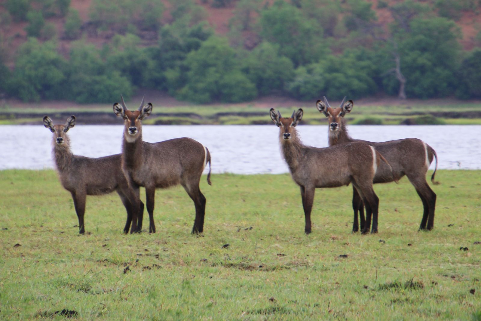 Chobe National Park
