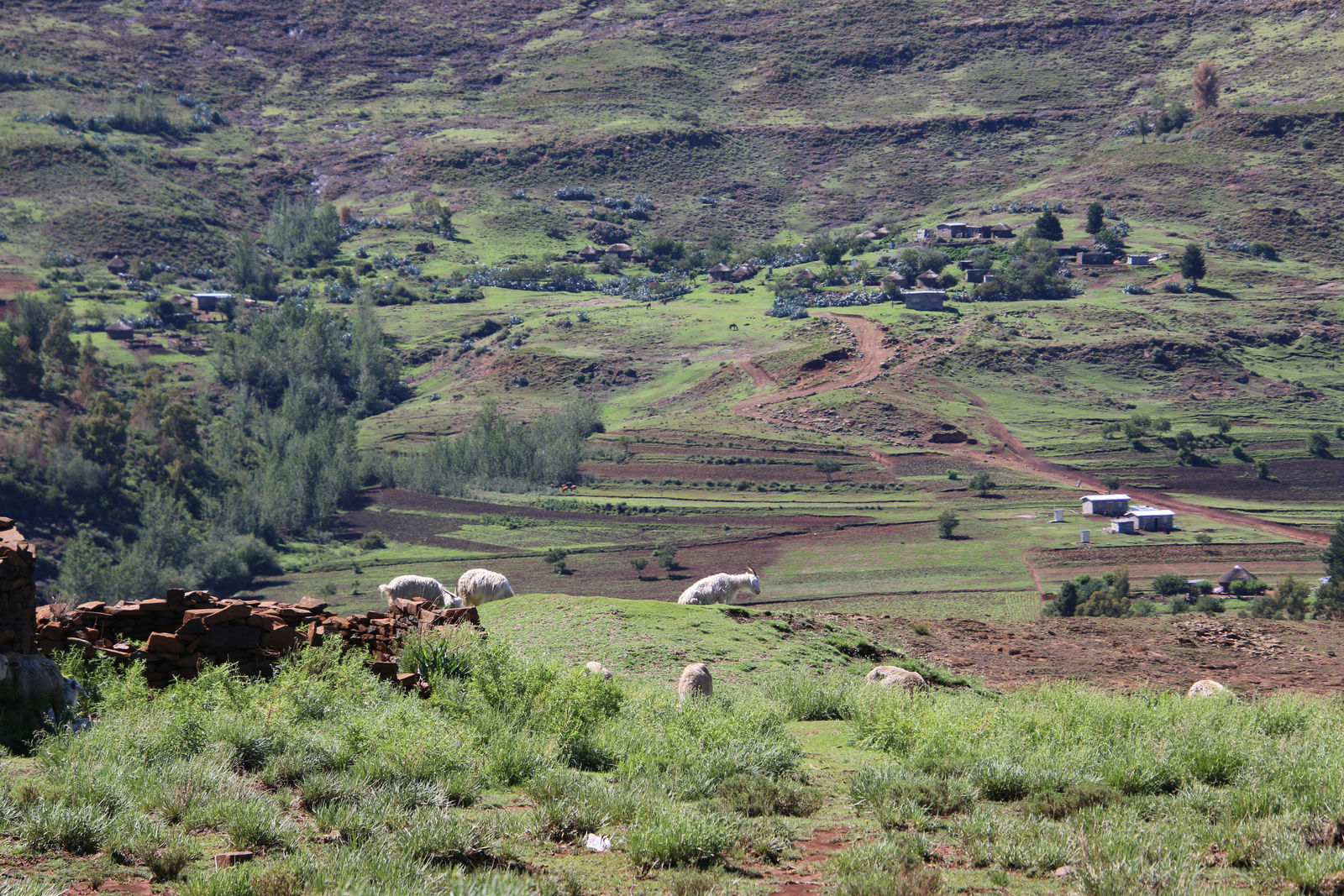 Livestock on the Hills Overlooking a Rural Settlement