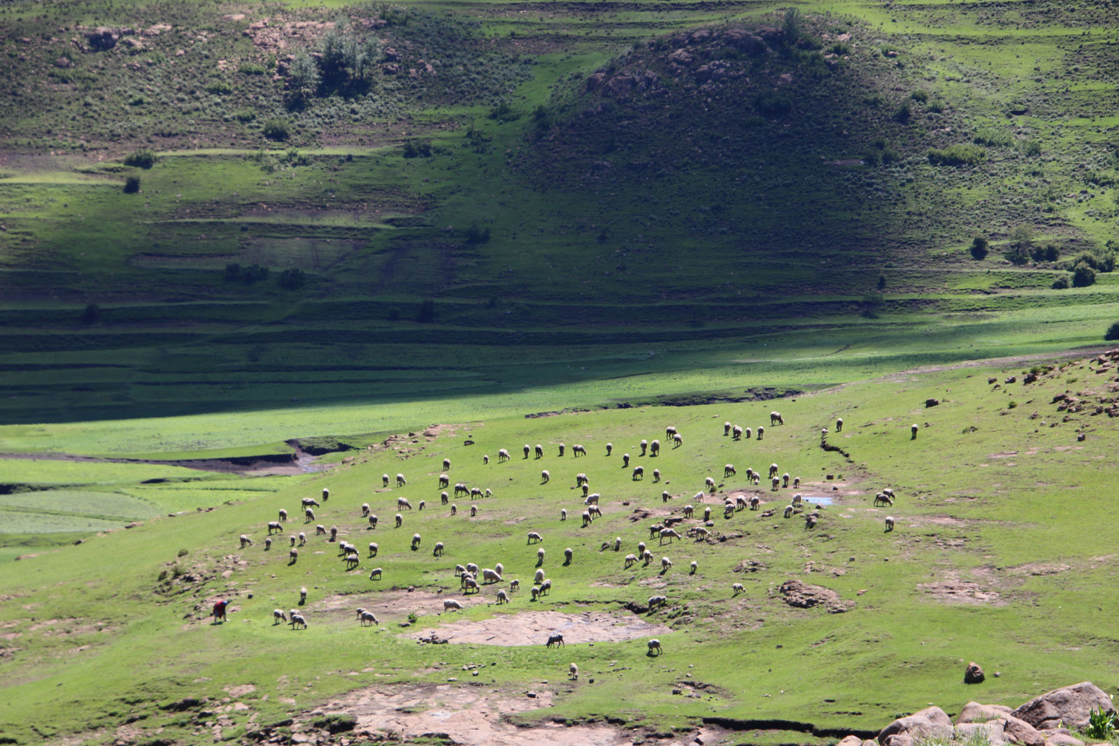 Livestock on a Hillside Pasture