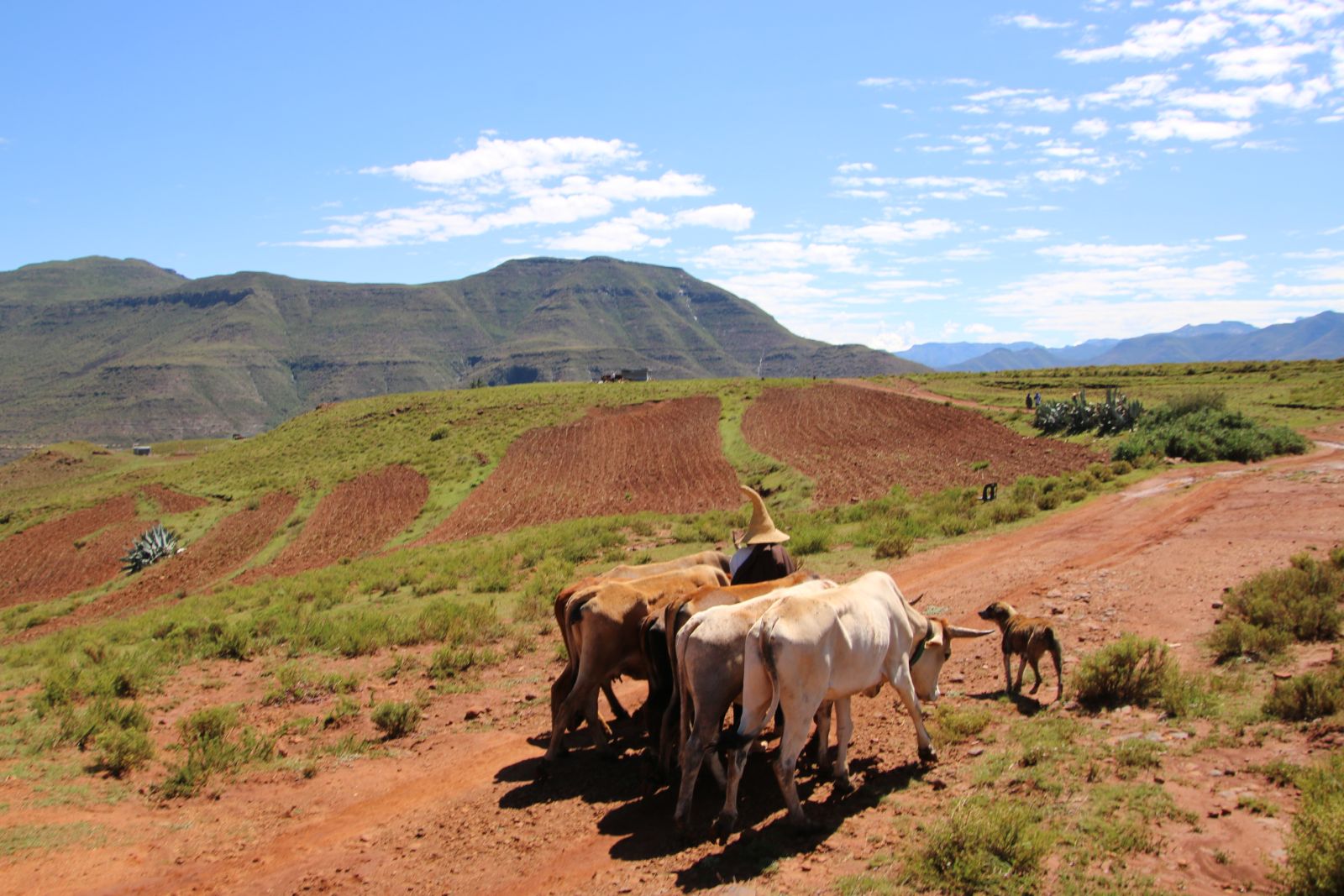 Pony Trekking