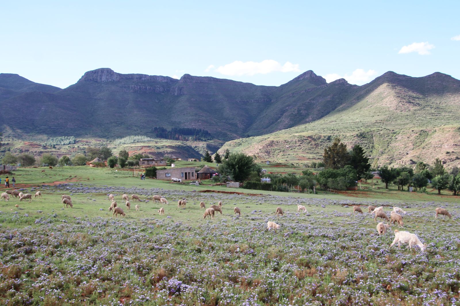 Malealea