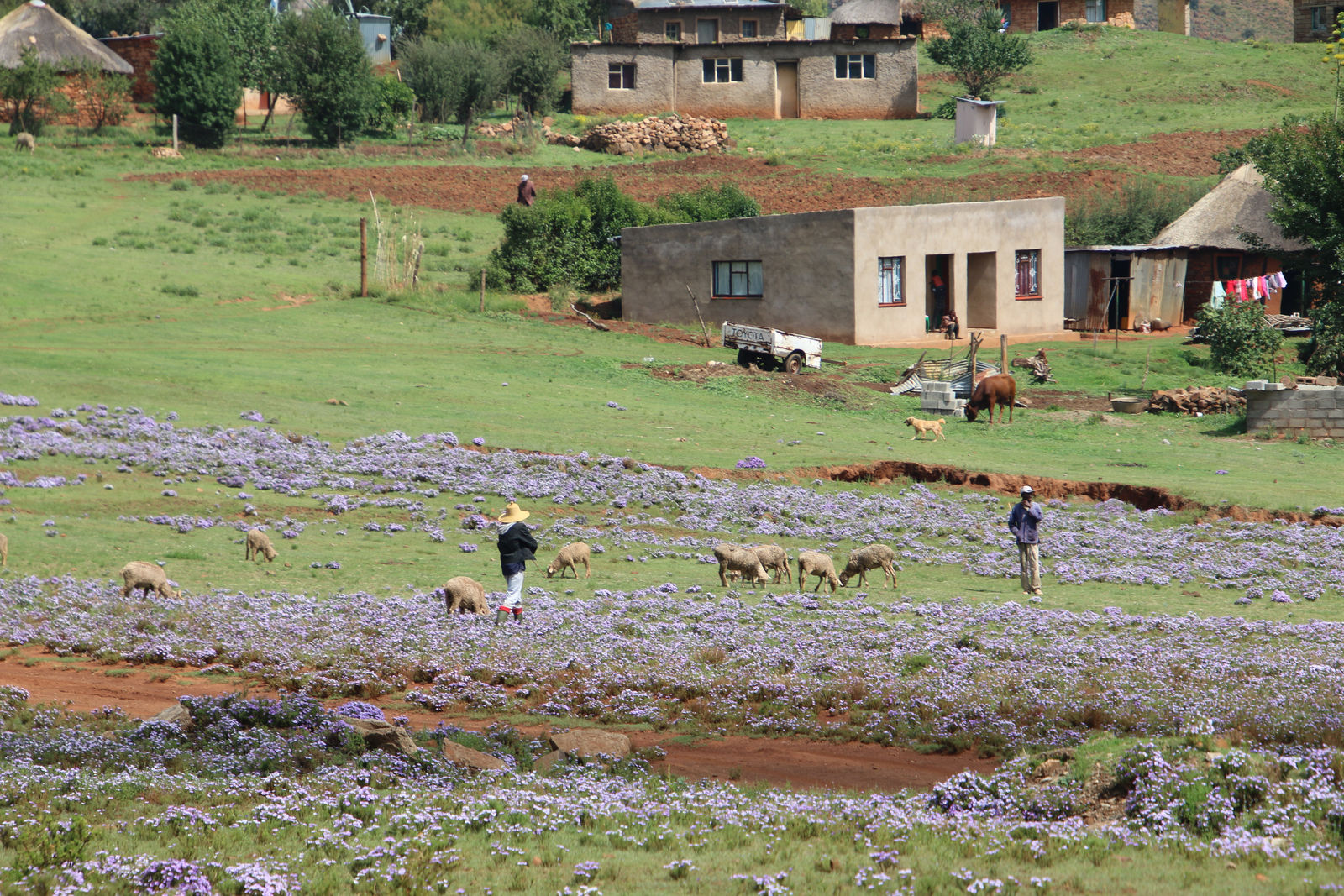 Malealea