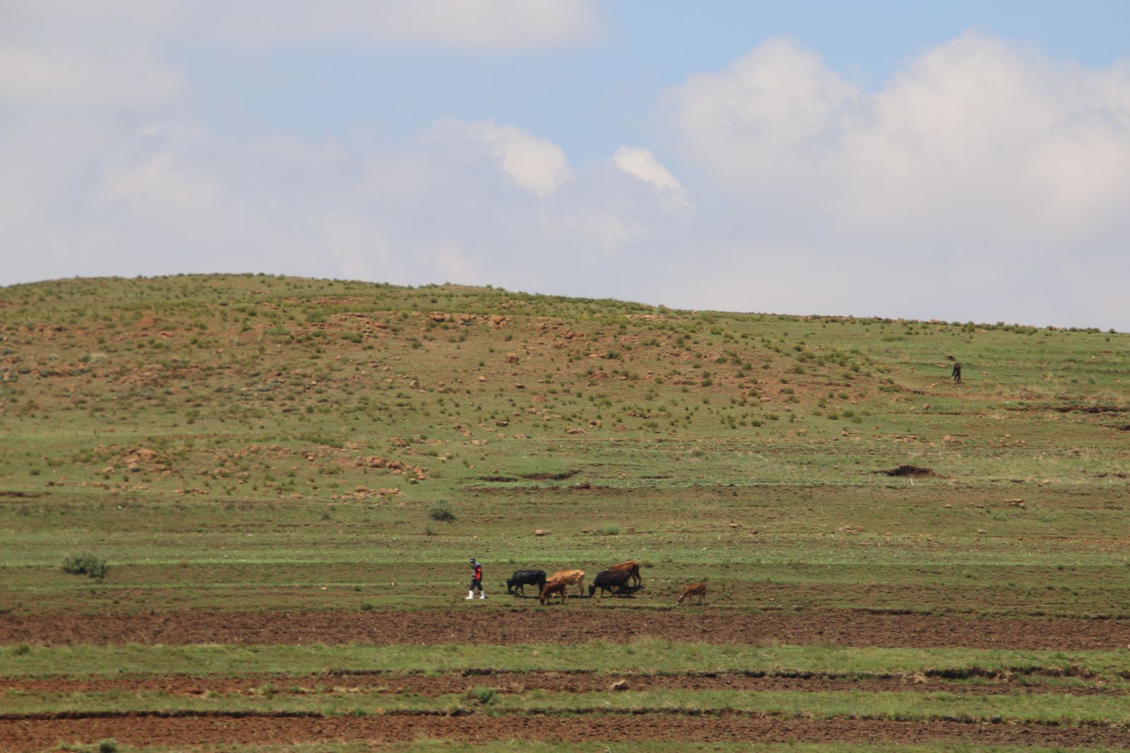 A Herder with Cattle in the Highlands