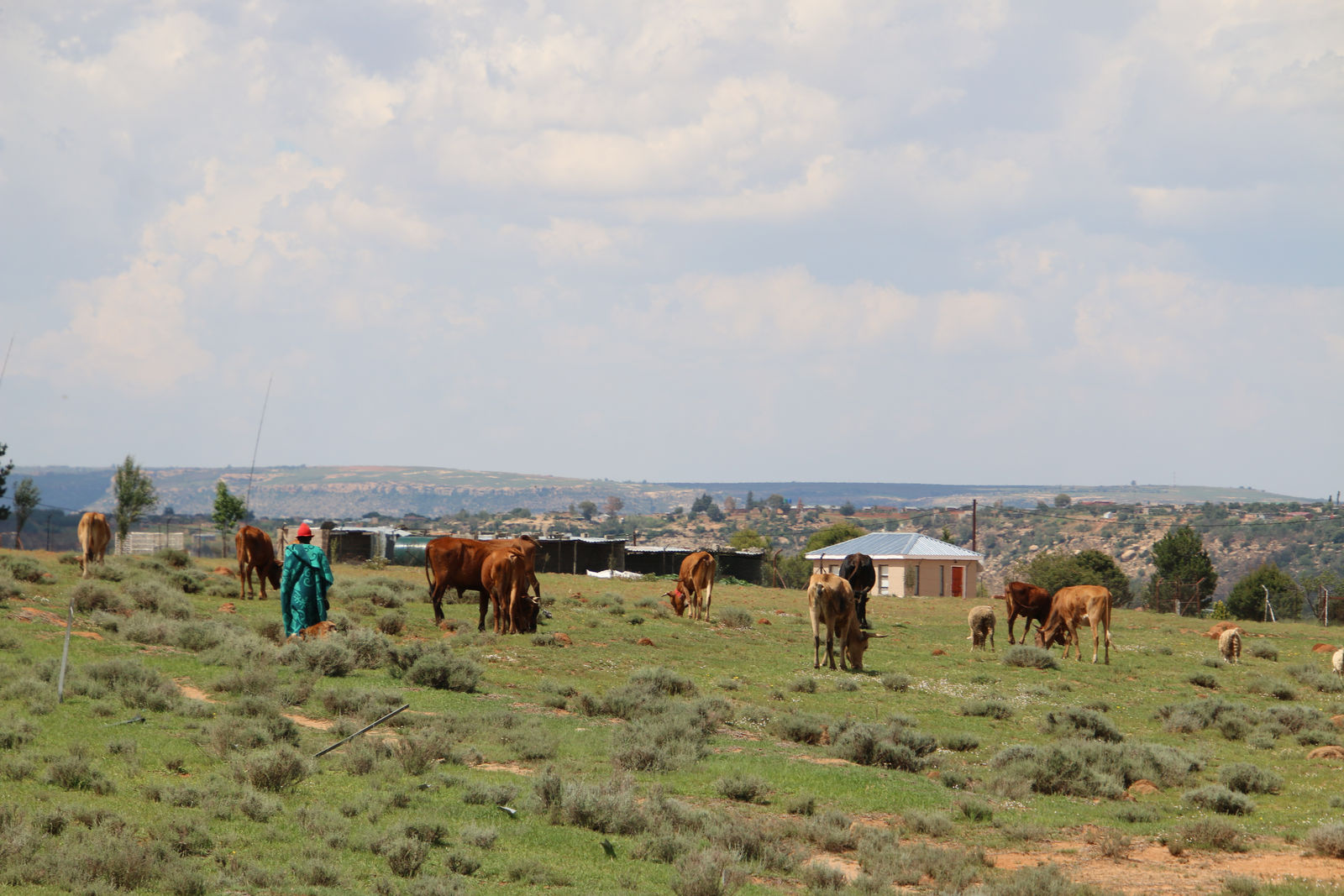 A Herder And Cattle