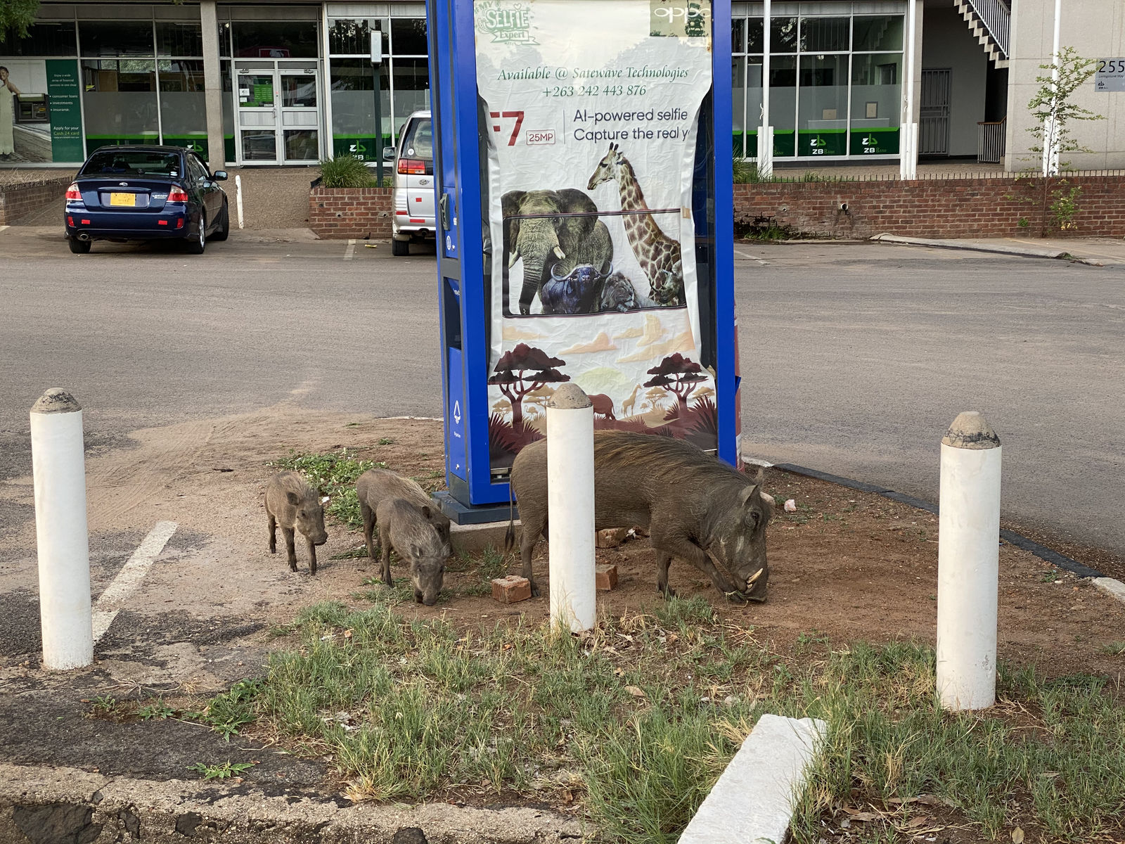 Warthogs