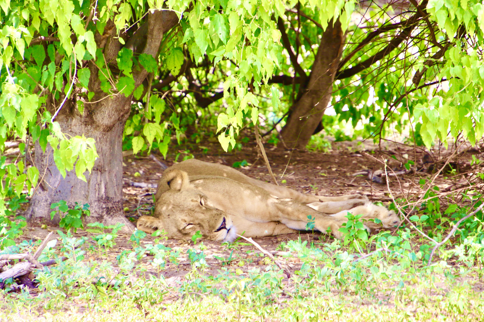 Lion