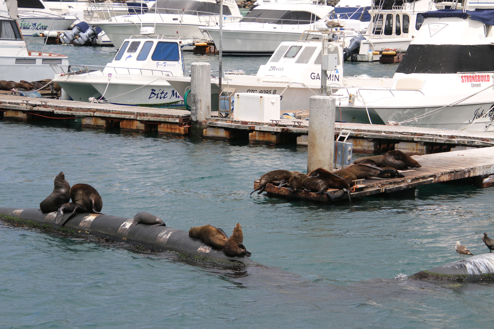 Cape Fur Seals / Duiker Island