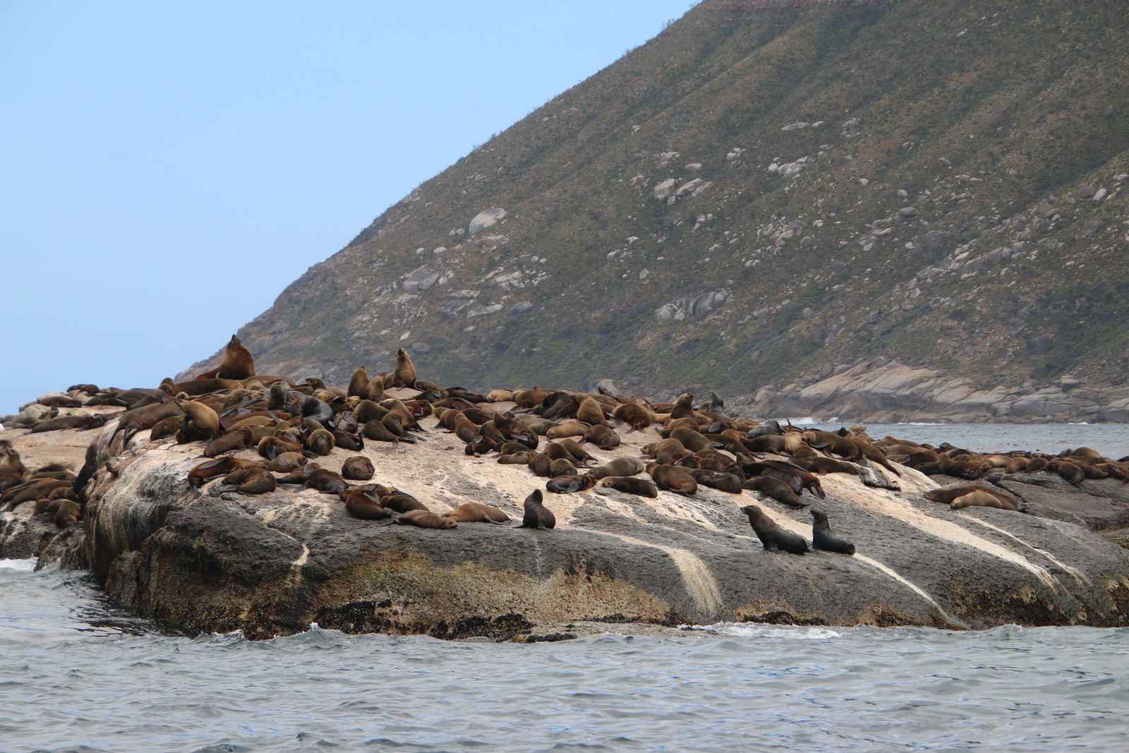 Cape Fur Seals / Duiker Island