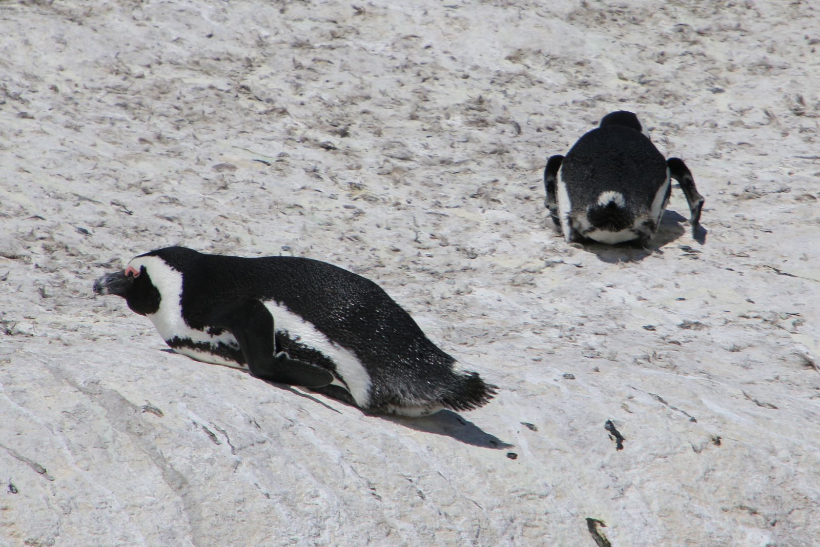 African Penguins / Boulders Beach