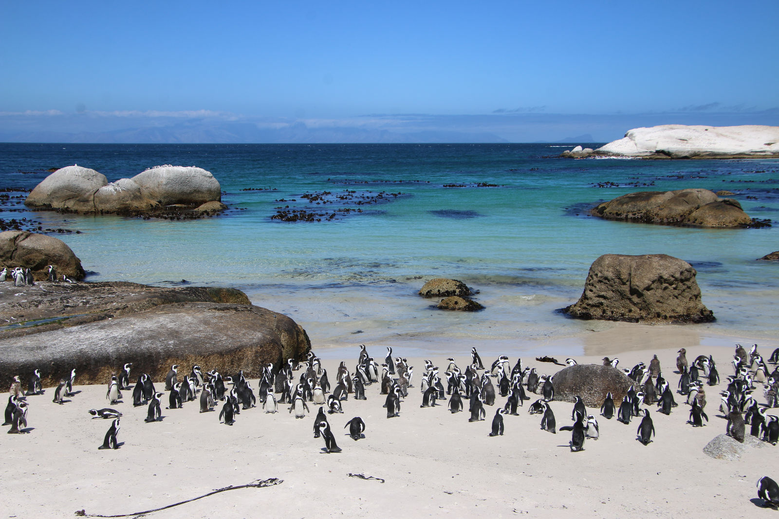 African Penguins / Boulders Beach