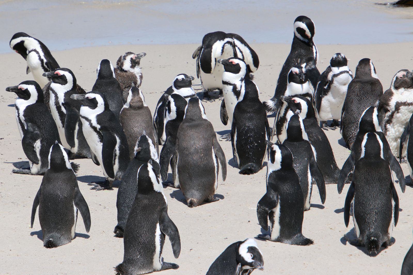 African Penguins / Boulders Beach