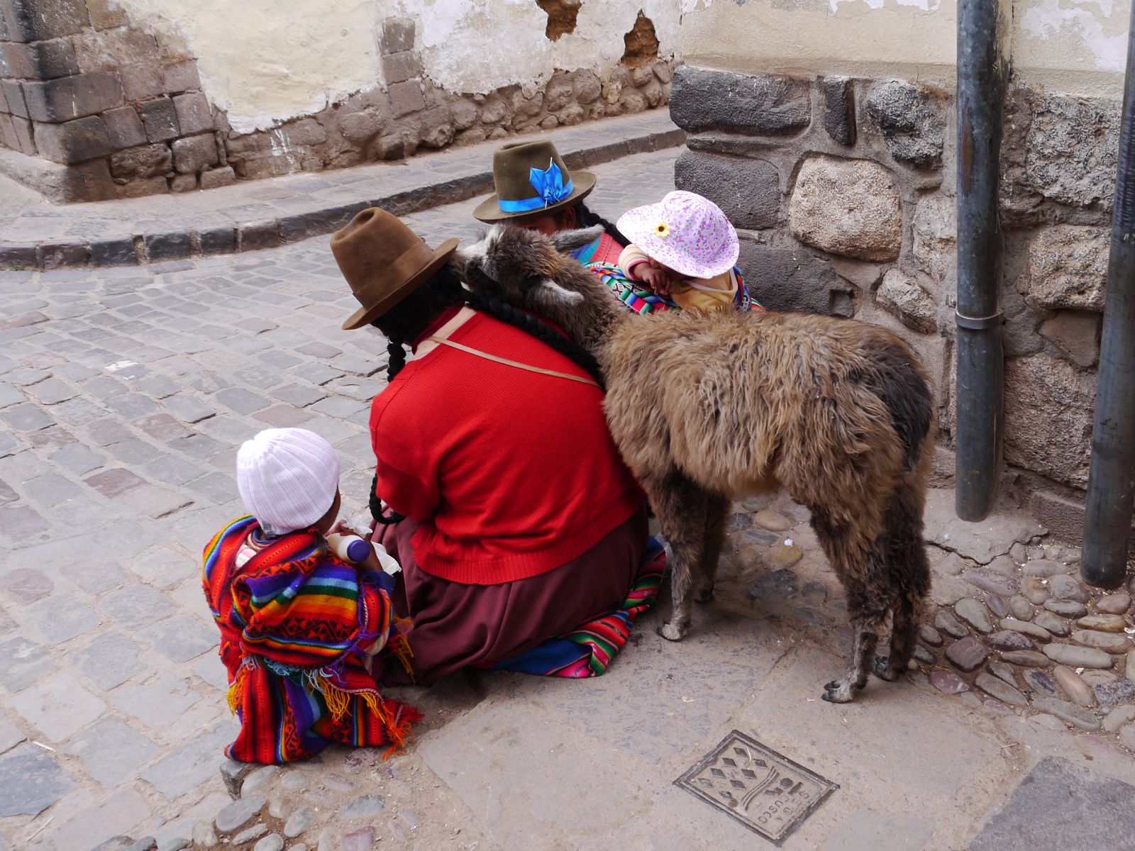 Alpaca