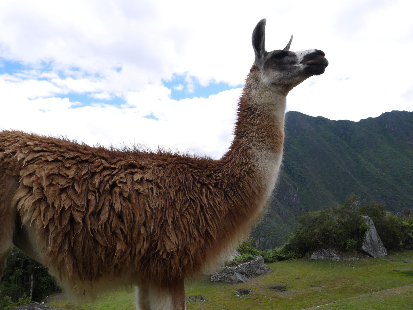 Llama
