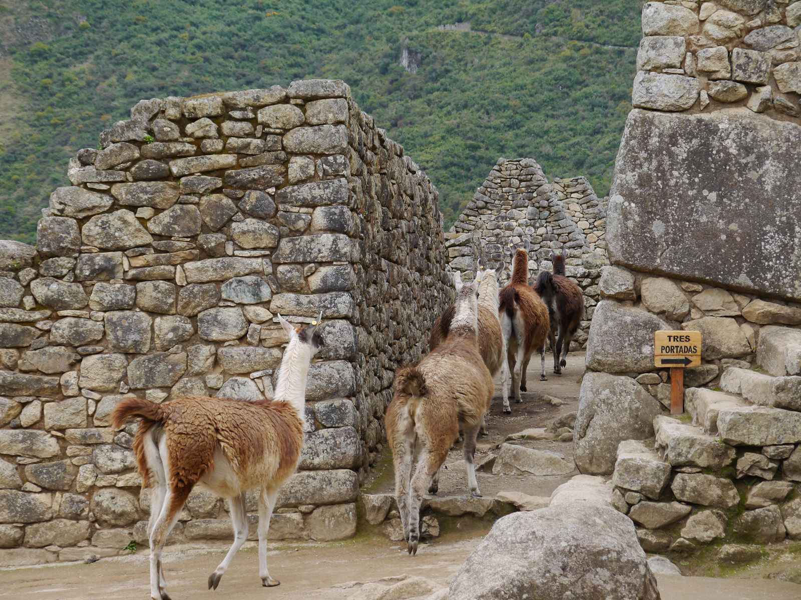 Llamas